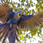 Hyacinth Macaw motion blur (image by Mike Watson)
