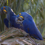Hyacinth Macaws have incredibly dextrous feet (image by Mike Watson)