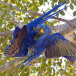 BJJ, Hyacinth Macaw style (image by Mike Watson)