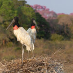 Jabiru nest at Santa Tereza (image by Mike Watson)