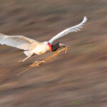 Jabiru motion blur from the Santa Tereza nest tower (image by Mike Watson)