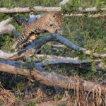 Medrosa is a natural born killer, don’t be fooled by her supermodel looks (image by Mike Watson)