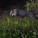 Medrosa in hunting mode in the Black Channel (image by Mike Watson)