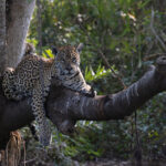 Medrosa the tree climber (image by Mike Watson)