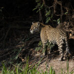 Medrosa in the shadows (image by Mike Watson)