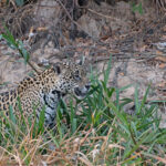 Shy female Oxum is seldom-seen (image by Mike Watson)