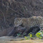 Krishna punches well above his weight and easily dispatched this huge Capybara (image by Mike Watson)