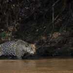 Marcela in hunting mode in the shadows (image by Mike Watson)