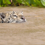 Marcela. Jaguars spend a lot of their time in the water, especially in the heat of the day (image by Mike Watson)
