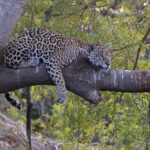 Marcela takes another rest in a tree (image by Mike Watson)