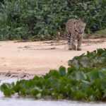 Patricia, matriarch of the Rio Cuiabá (image by Mike Watson)