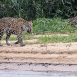 Patricia giving a post-yawn snarl (image by Mike Watson)