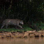 Patricia hunting in the shadows (image by Mike Watson)