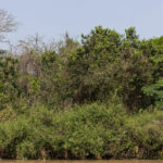 Patricia, Jaguars almost disappear from the landscape when they enter the water (image by Mike Watson)