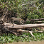 Patricia on a fallen tree trunk. I wonder if the effect of the wash of the boats undermining the riverbank trees has helped create Jaguar hunting habitat? (image by Mike Watson)