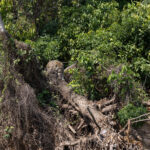 Patricia uses fallen trees to her advantage when hunting the caimans that spend the day in hyacinth beds (image by Mike Watson)