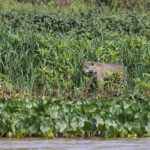 Patricia in layers of lush riverbank vegetation (image by Mike Watson)