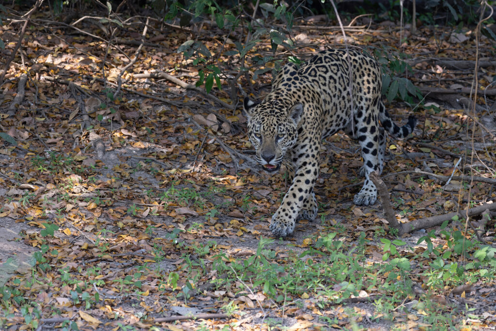 Krishna Brazil Mike Watson – Krishna makes his first appearance, this young male Jaguar is still as slight as a female at the moment (image by Mike Watson)