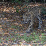 Krishna Brazil Mike Watson – Krishna makes his first appearance, this young male Jaguar is still as slight as a female at the moment (image by Mike Watson)