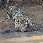 Guaraci drinking after a large meal (image by Mike Watson)