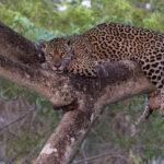 Beautiful Medrosa, look into those amber eyes (image by Mike Watson)