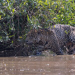 Bororo, our old friend and one of the famous ‘brothers’ coalition (image by Mike Watson)