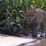 Bororo has grown into a big, powerful cat (image by Mike Watson)