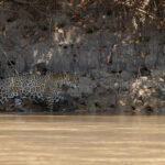 Bororo, total beast! (image by Mike Watson)
