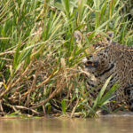 Bororo, are you looking at me? (image by Mike Watson)