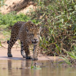 Bororo, it is easy to see how Jaguars have the strongest bite of any cat (image by Mike Watson)