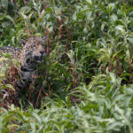 Guaraci is out and about again after finishing her meal (image by Mike Watson)