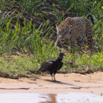 You could be next. Patricia and Black Vulture (image by Mike Watson)