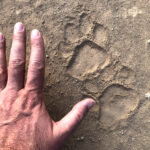 Jaguar tracks on the Transpantaneira (image by Mike Watson)