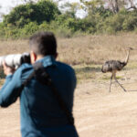 Rhea hiding in plain sight? ((image by Mike Watson)