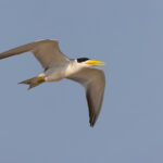 Large-billed Tern in flight (image by Mike Watson)