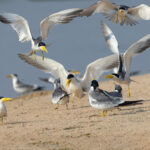 Large-billed Tern flock in action (image by Mike Watson)