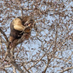 Lesser Tamandua – the other anteater! (image by Mike Watson)