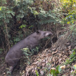 Lowland Tapir, the scars on its flanks tell a story of a hard life on the riverbank (image by Mike Watson)