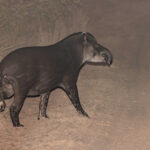Tapir is the only three-toed ungulate (image by Mike Watson)