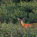 My best view of the lovely Marsh Deer so far (image by Mike Watson)