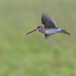 The uncommon Pantanal Snipe (image by Mike Watson)