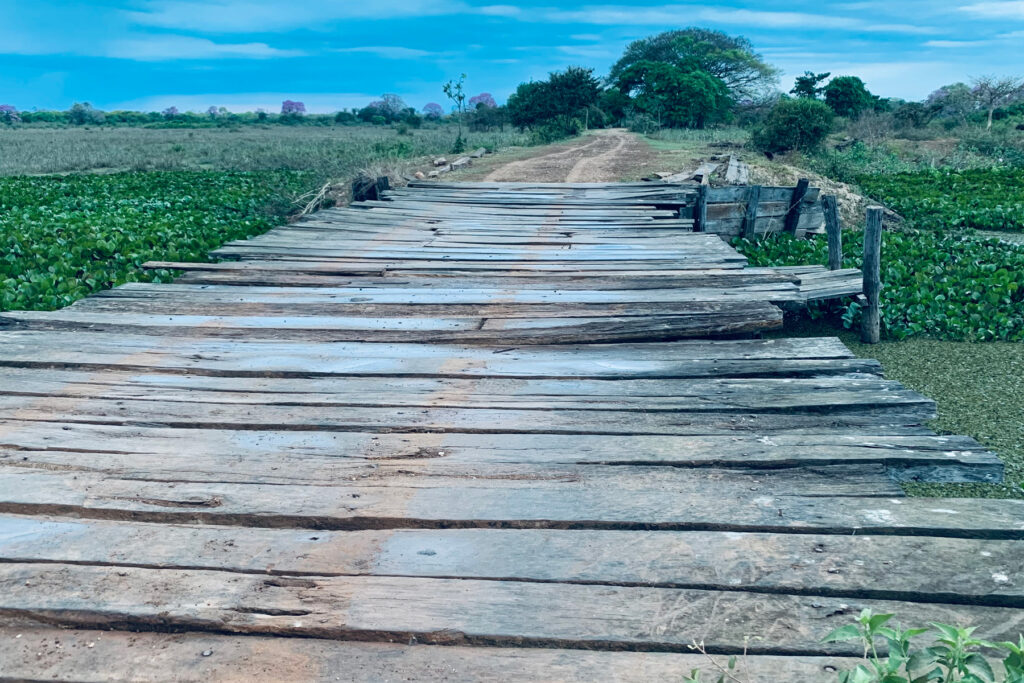 Traditional rickety wooden bridges can still be found here and there in the Pantanal, this one is at Pouso Alegre (image by Mike Watson)