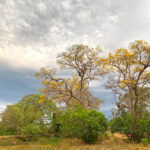 Pretty Pouso Alegre (image by Mike Watson)