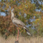 Red-legged Seriema – dinosaurs did not all die (image by Mike Watson)