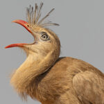 Red-legged Seriema, now here is a different looking bird family! (image by Mike Watson)