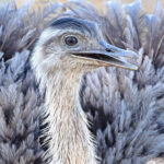 A close-up of a Greater Rhea, they look less grubby from a distance! (image by Mike Watson)