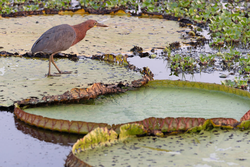 Rufescent Tiger Heron on Victoria Lilys, of all my thousands of RTH images this is my favourite (image by Mike Watson)
