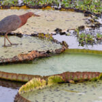 Rufescent Tiger Heron on Victoria Lilys, of all my thousands of RTH images this is my favourite (image by Mike Watson)