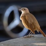 That Mercedes badge is mighty fine!’ said the Rufous Hornero (image by Mike Watson)