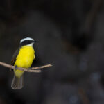 Rusty-margined Flycatcher (image by Mike Watson)